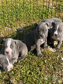 Amstaff blu occhi blu pedigree enci