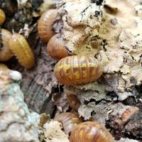Armadillidium vulgare albino