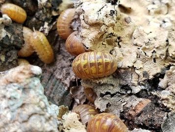 Armadillidium vulgare albino