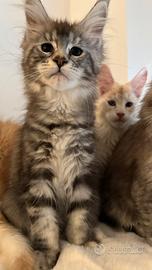 Maine Coon cuccioli