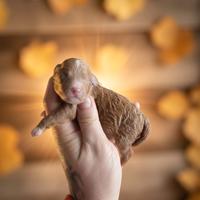 Cucciolo barboncino red