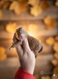 Cucciolo barboncino red