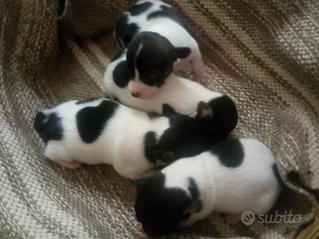 Cuccioli Jack Russel