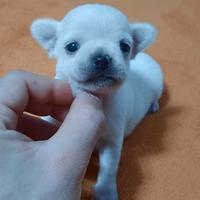 Mini chihuahua pedigree enci
