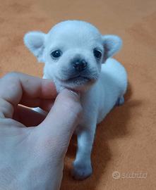 Mini chihuahua pedigree enci