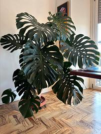 Filodendro monstera