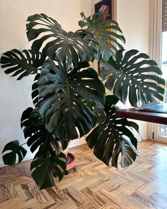 Filodendro monstera