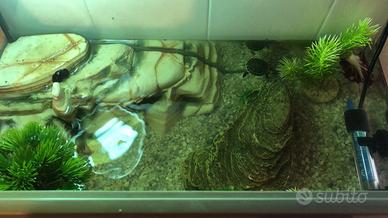 Acquario tartarughe