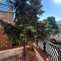 Pino originale PICEA