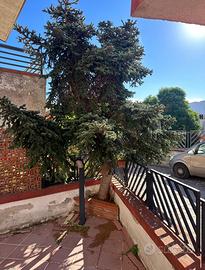 Pino originale PICEA