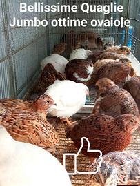 Quaglie Jambo adulte