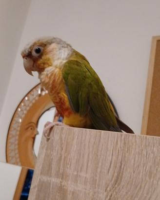 Conuro