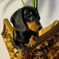 Cuccioli di Bassotto Nano o Kaninchen