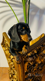 Cuccioli di Bassotto Nano o Kaninchen