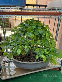 Bonsai carpino