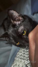 Gatto nero