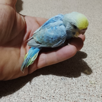 Uccelli