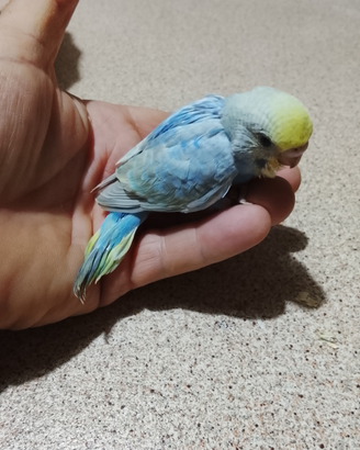 Uccelli