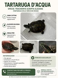 Tartaruga acquatica