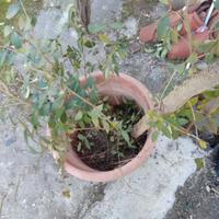 ligustro giapponese