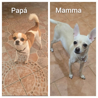 Coppia chihuahua