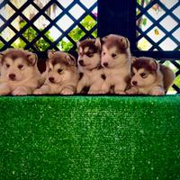 Alaskan Malamute cuccioli