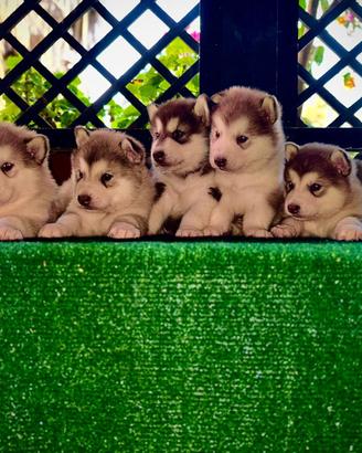 Alaskan Malamute cuccioli