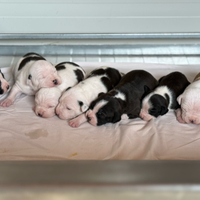 Cuccioli di Amstaff appena 3 settimane