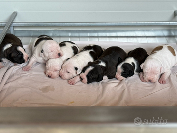 Cuccioli di Amstaff appena 3 settimane