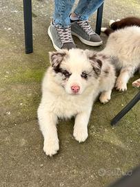 Cucciolo border collie