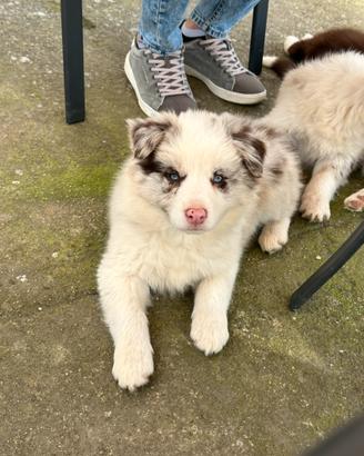 Cucciolo border collie