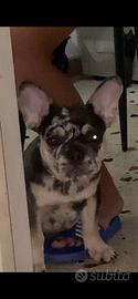 Bulldog francese merle