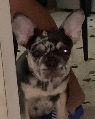 Bulldog francese merle