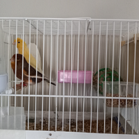 Coppia di canarini 2024 con gabbietta