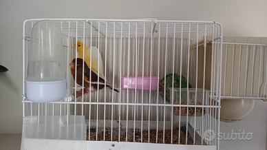 Coppia di canarini 2024 con gabbietta