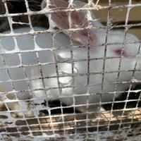 Animali