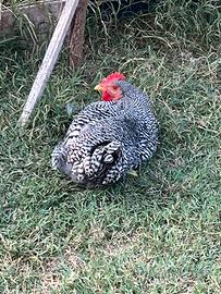 Gallo Amrocks