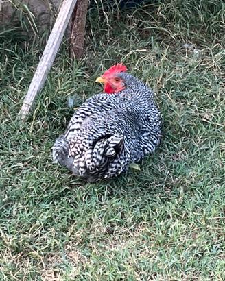 Gallo Amrocks