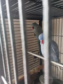 Parrocchetto dal collare