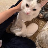 Gattino adulto
