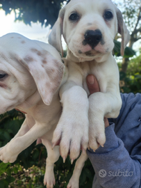 Cuccioli Dalmata