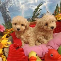 Cuccioli Simpatici Maltipoo Albicocca