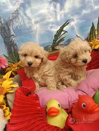 Cuccioli Simpatici Maltipoo Albicocca