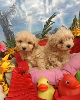 Cuccioli Simpatici Maltipoo Albicocca