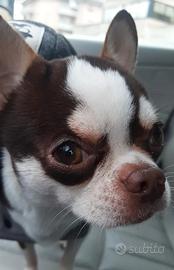 Chihuahua per monta