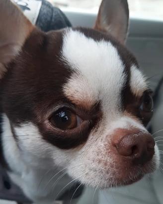 Chihuahua per monta