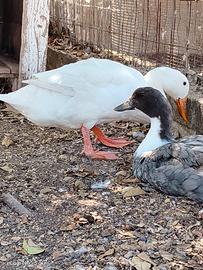 Coppia anatre