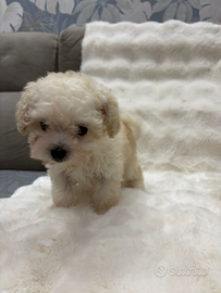 Barboncino maschietto Mini Toy Bianco