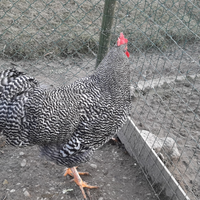 Gallo da riproduzione AMROCK