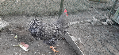 Gallo da riproduzione AMROCK